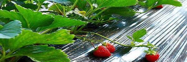 自然成熟高品質草莓
